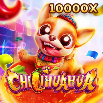 789 bet Fachai Chihuahua Portrait